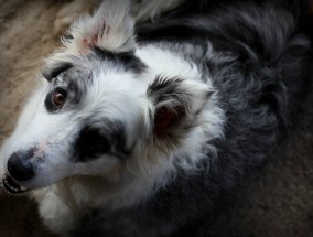 边境牧羊犬的魅力，从视频看犬界精英  边境牧羊犬视频