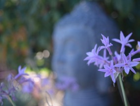 白骨禅，禅修之道的深度探索  白骨禅