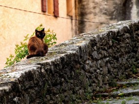 猫课堂实录，一堂生动的探索之旅  猫课堂实录