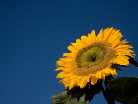 花之海，绽放的绚烂与生命的颂歌  花之海