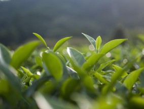 龙井茶的泡法视频教程，传承经典，品味龙井的独特韵味  龙井茶的泡法视频