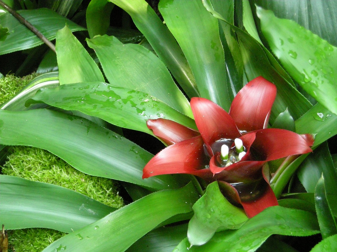 阳台水培蔬菜，绿色生活的家庭实践  阳台水培蔬菜