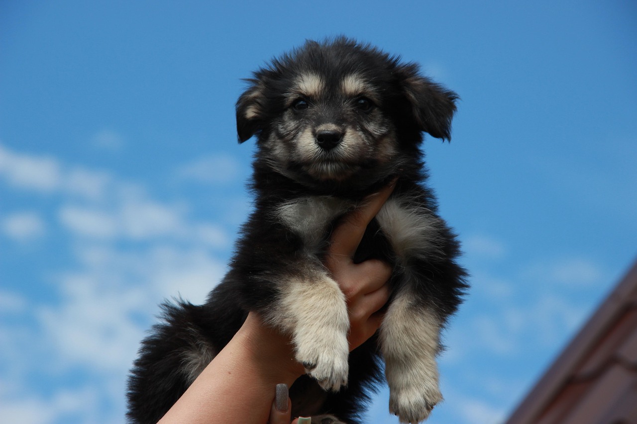 西班牙斗牛梗，一种独特而引人注目的犬种  西班牙斗牛梗