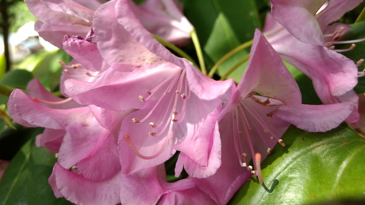 花之魅  花之魅