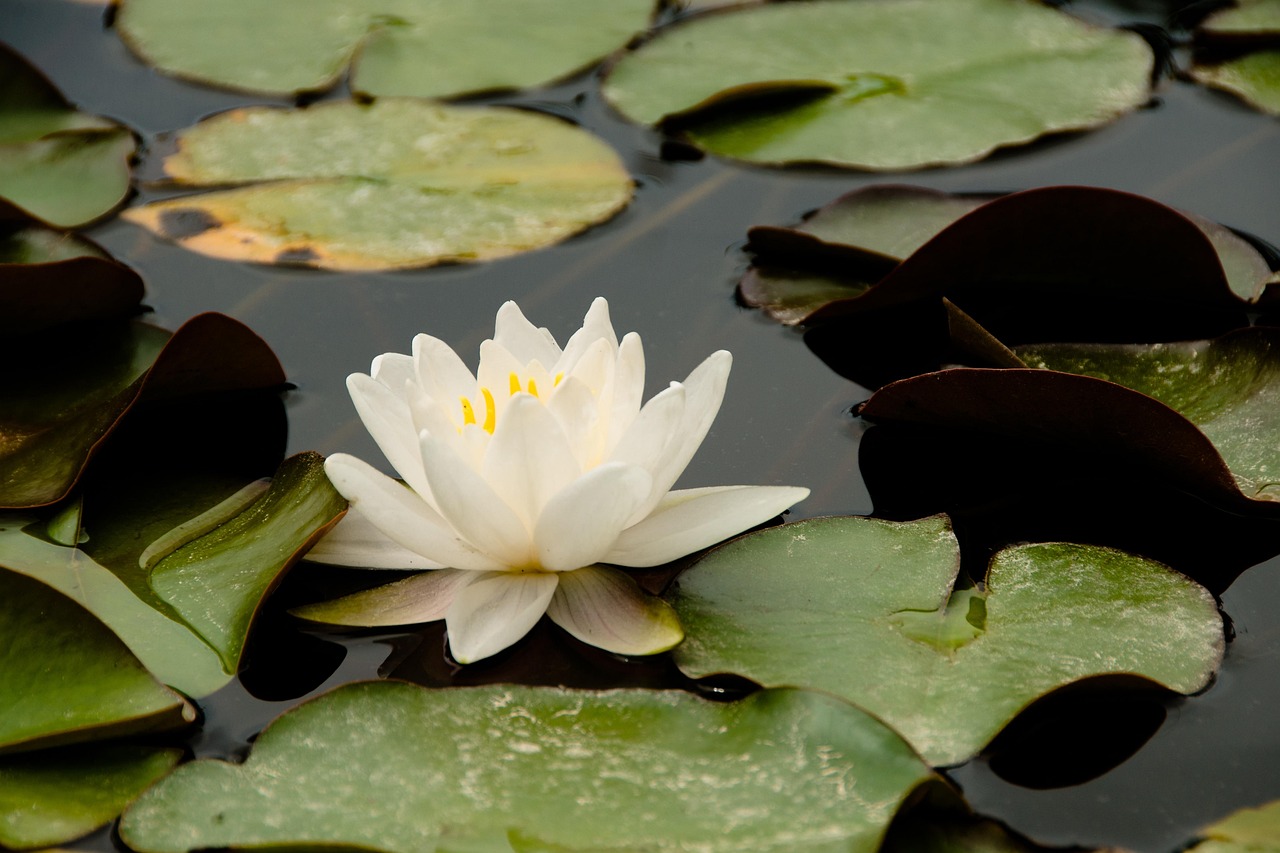 深圳仙湖植物园，自然之美的绽放与探索的乐趣  深圳仙湖植物园好玩吗