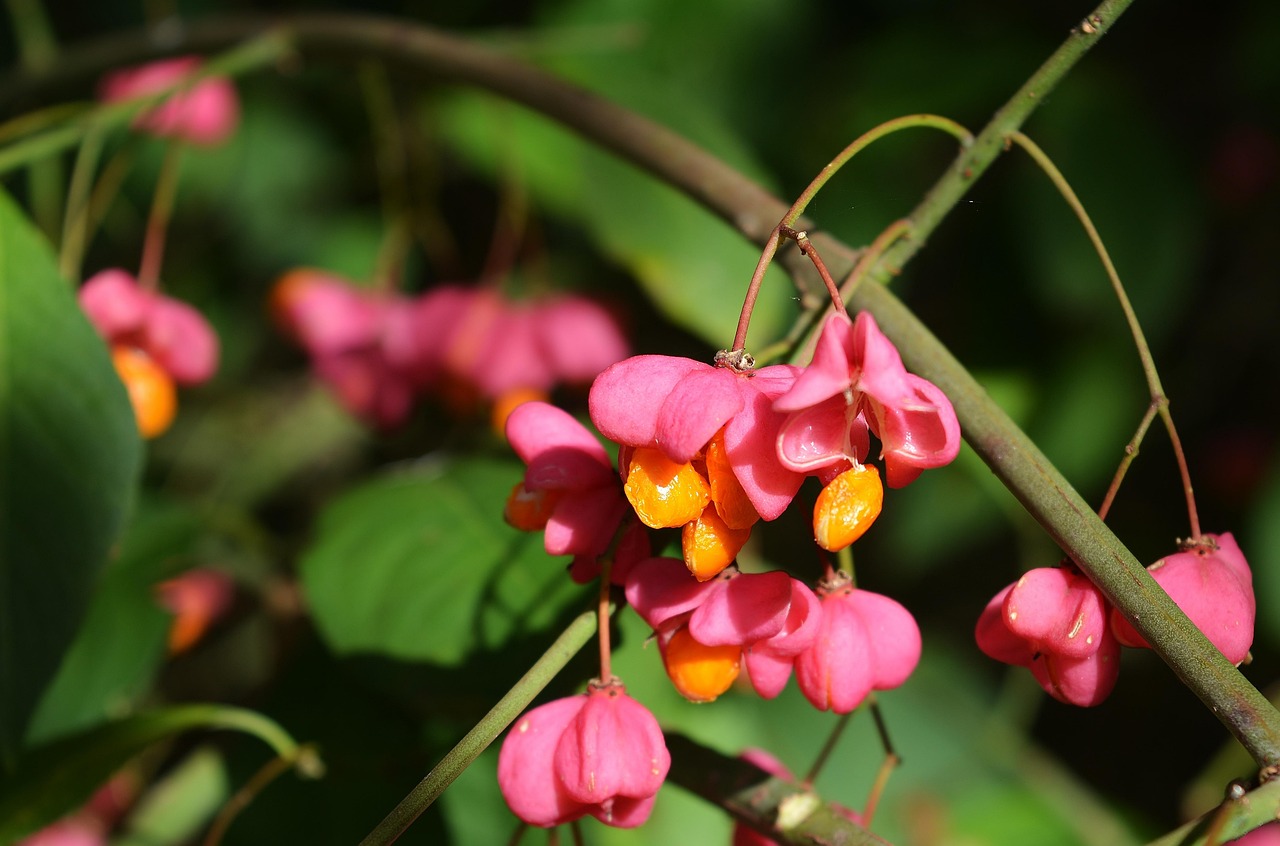 夜来香开花季节的奥秘  夜来香什么季节开花